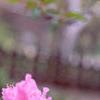 Rhododendron 'PJM', flowers