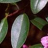 Rhododendron 'PJM', flowers