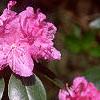 Rhododendron 'PJM', flowers