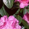 Rhododendron 'PJM', flowers