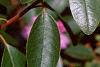 Rhododendron 'PJM', flowers