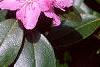 Rhododendron 'PJM', flowers
