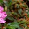 Rhododendron 'PJM', flowers