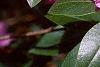 Rhododendron 'PJM', flowers