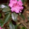 Rhododendron 'PJM', flowers