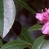 Rhododendron 'PJM', flowers