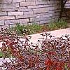 Rhododendron 'PJM', fall color
