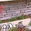 Rhododendron 'PJM', fall color