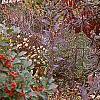 Rhododendron 'PJM', fall color