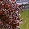 Rhododendron 'PJM', fall color