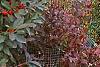 Rhododendron 'PJM', fall color