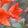 Rhododendron 'Renne', flowers