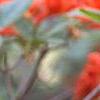 Rhododendron 'Renne', flowers