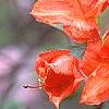 Rhododendron 'Renne', flowers