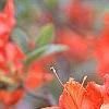 Rhododendron 'Renne', flowers