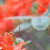Rhododendron 'Renne', flowers