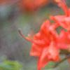 Rhododendron 'Renne', flowers
