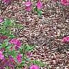 Rhododendron 'Sandra Ann', habit