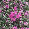 Rhododendron 'Sandra Ann', habit