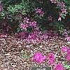 Rhododendron 'Sandra Ann', habit