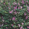 Rhododendron 'Sandra Ann', habit