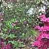 Rhododendron 'Sandra Ann', habit