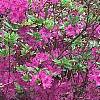 Rhododendron 'Sandra Ann', habit
