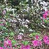 Rhododendron 'Sandra Ann', habit
