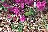 Rhododendron 'Sandra Ann', habit