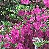 Rhododendron 'Sandra Ann', habit