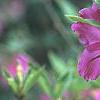 Rhododendron 'Sandra Ann', flowers