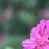 Rhododendron 'Sandra Ann', flowers