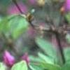 Rhododendron 'Sandra Ann', flowers