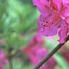 Rhododendron 'Sandra Ann', flowers