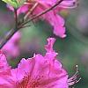 Rhododendron 'Sandra Ann', flowers
