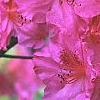 Rhododendron 'Sandra Ann', flowers