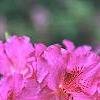 Rhododendron 'Sandra Ann', flowers