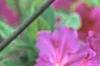 Rhododendron 'Sandra Ann', flowers
