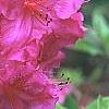 Rhododendron 'Sandra Ann', flowers