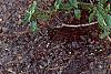 Rhododendron 'Weston's Mayflower', habit