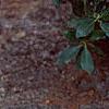 Rhododendron 'Weston's Mayflower', habit