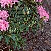Rhododendron 'Weston's Mayflower', habit