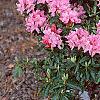 Rhododendron 'Weston's Mayflower', habit
