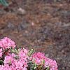 Rhododendron 'Weston's Mayflower', habit