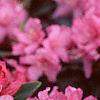 Rhododendron 'Weston's Mayflower', flowers