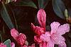 Rhododendron 'Weston's Mayflower', flowers