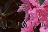 Rhododendron 'Weston's Mayflower', flowers