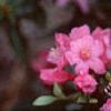 Rhododendron 'Weston's Mayflower', flowers
