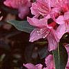 Rhododendron 'Weston's Mayflower', flowers