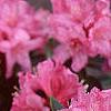 Rhododendron 'Weston's Mayflower', flowers